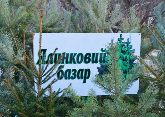 Українців можуть штрафувати за живі ялинки: яку відповідальність передбачено 2025 року Українців можуть штрафувати за живі ялинки: яку відповідальність передбачено 2025 року